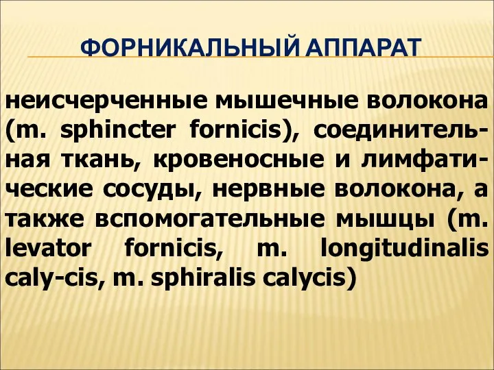 ФОРНИКАЛЬНЫЙ АППАРАТ неисчерченные мышечные волокона (m. sphincter fornicis), соединитель-ная ткань, кровеносные и