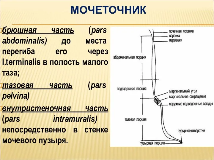 МОЧЕТОЧНИК брюшная часть (pars abdominalis) до места перегиба его через l.terminalis в