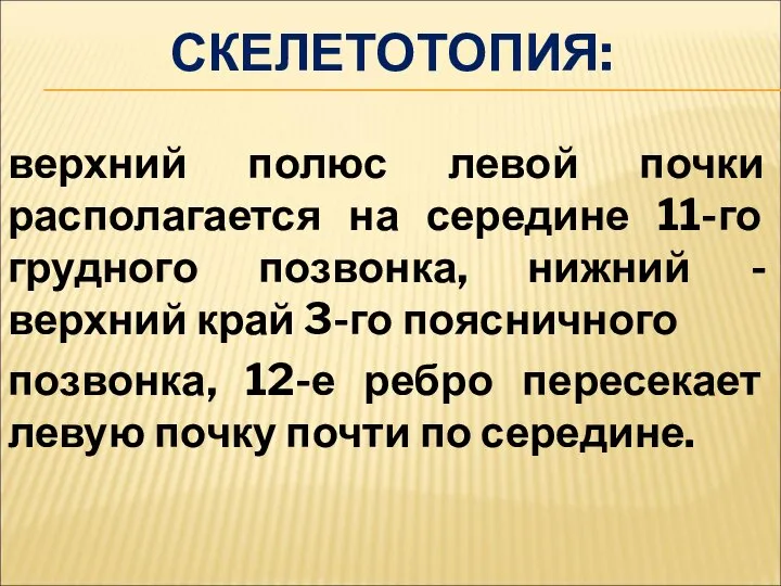 СКЕЛЕТОТОПИЯ: верхний полюс левой почки располагается на середине 11-го грудного позвонка, нижний