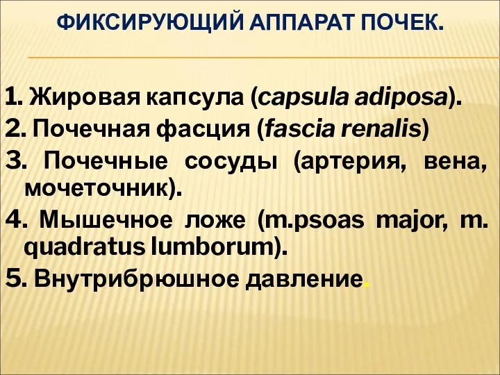 ФИКСИРУЮЩИЙ АППАРАТ ПОЧЕК. 1. Жировая капсула (capsula adiposa). 2. Почечная фасция (fascia