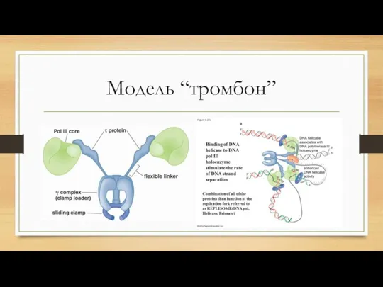 Модель “тромбон”