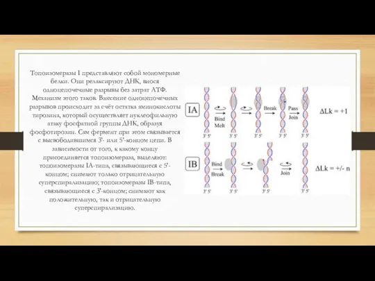 Топоизомеразы I представляют собой мономерные белки. Они релаксируют ДНК, внося одноцепочечные разрывы