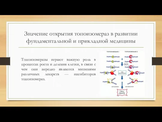 Значение открытия топоизомераз в развитии фундаментальной и прикладной медицины Топоизомеразы играют важную