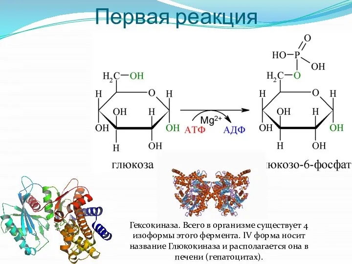 Первая реакция Гексокиназа. Всего в организме существует 4 изоформы этого фермента. IV