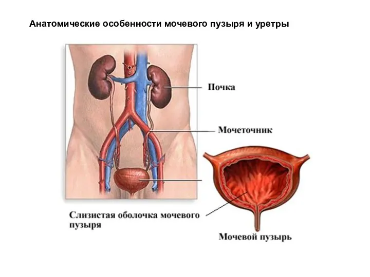 Анатомические особенности мочевого пузыря и уретры