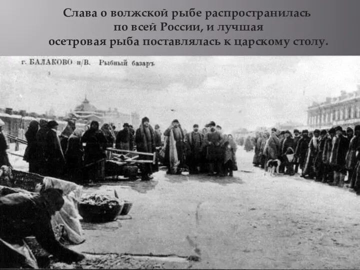 Слава о волжской рыбе распространилась по всей России, и лучшая осетровая рыба поставлялась к царскому столу.