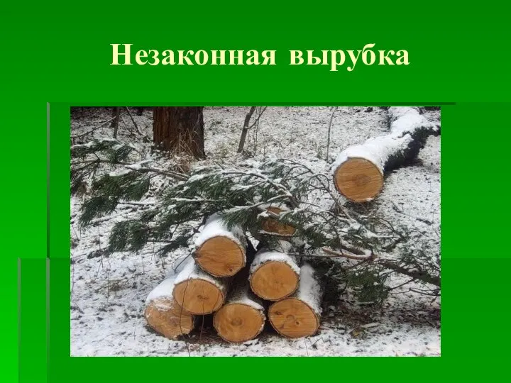 Незаконная вырубка