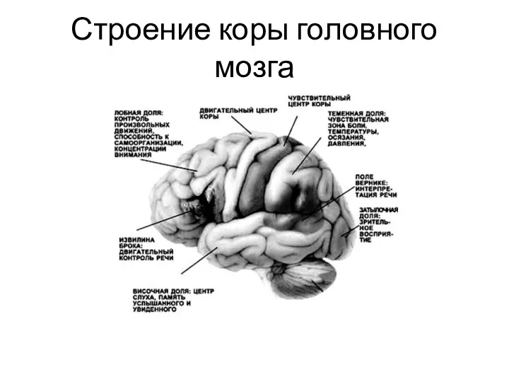 Строение коры головного мозга