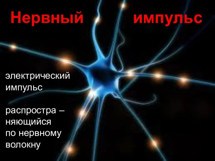 Нервный импульс электрический импульс распростра – няющийся по нервному волокну