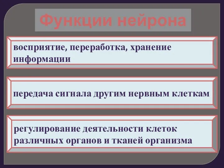 Функции нейрона восприятие, переработка, хранение информации передача сигнала другим нервным клеткам регулирование