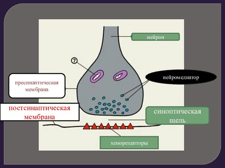 нейрон синоптическая щель постсинаптическая мембрана нейромедиатор пресинаптическая мембрана хеморецепторы