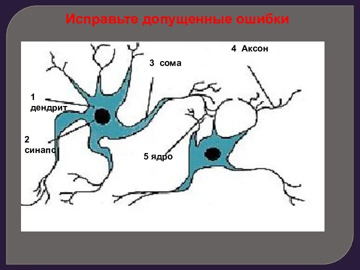 1 дендрит 2 синапс 3 сома 4 Аксон 5 ядро Исправьте допущенные ошибки