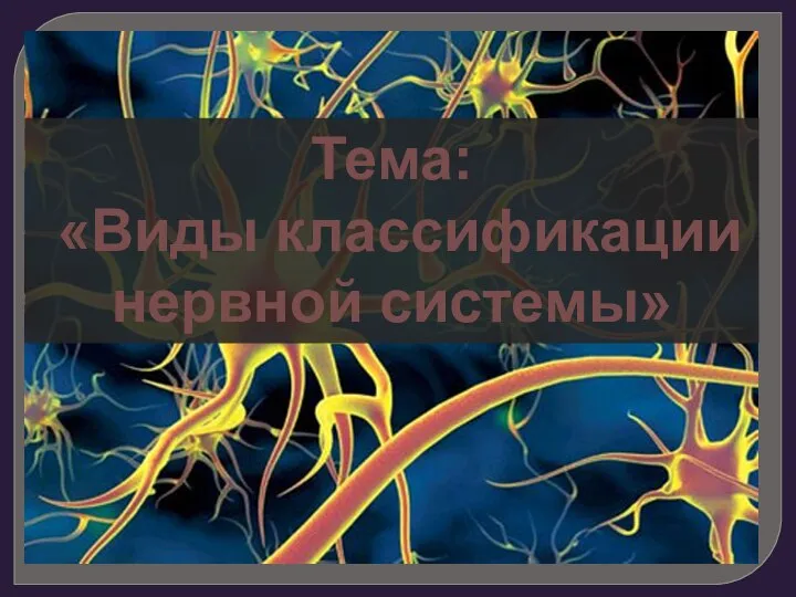 Тема: «Виды классификации нервной системы»