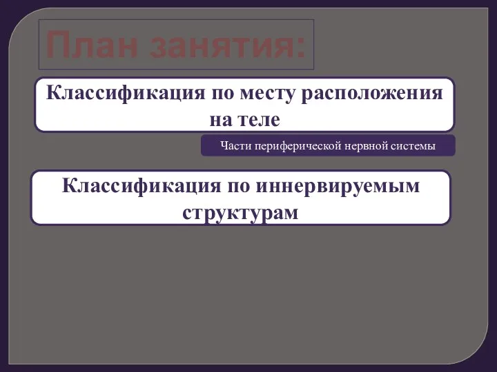 План занятия: Классификация по месту расположения на теле Части периферической нервной системы Классификация по иннервируемым структурам