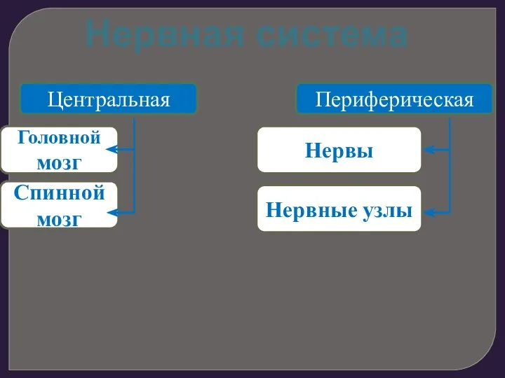 Нервная система Центральная Периферическая Головной мозг Спинной мозг Нервы Нервные узлы