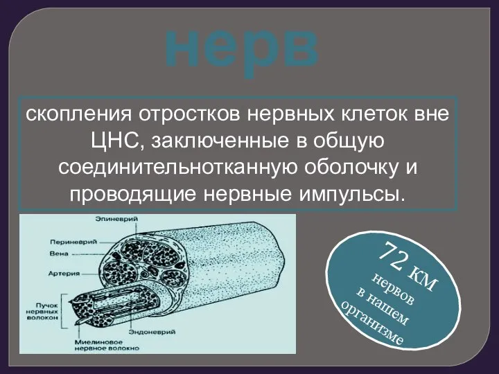 нерв скопления отростков нервных клеток вне ЦНС, заключенные в общую соединительнотканную оболочку