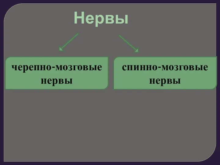 Нервы черепно-мозговые нервы спинно-мозговые нервы