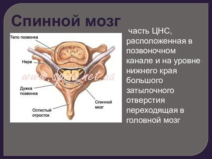 часть ЦНС, расположенная в позвоночном канале и на уровне нижнего края большого