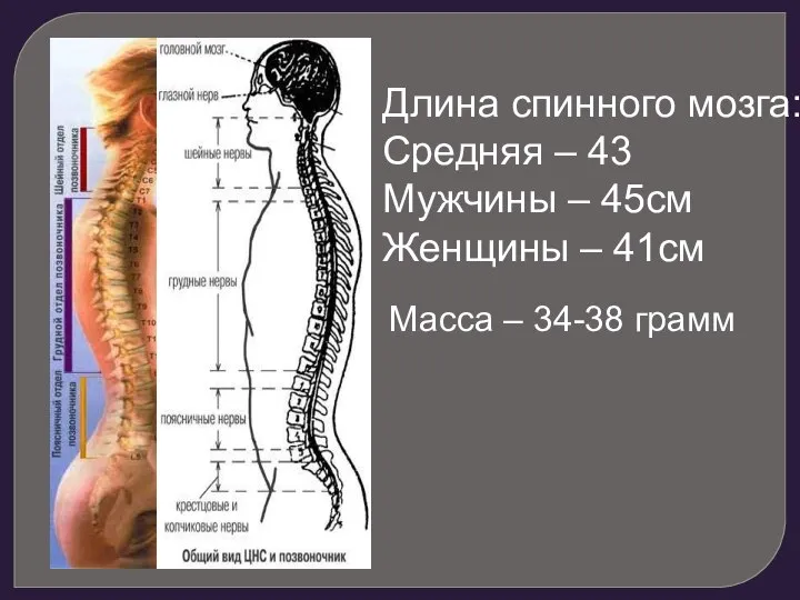 Длина спинного мозга: Средняя – 43 Мужчины – 45см Женщины – 41см Масса – 34-38 грамм