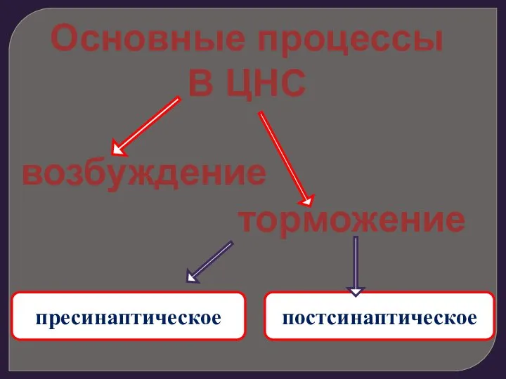 Основные процессы В ЦНС возбуждение торможение пресинаптическое постсинаптическое