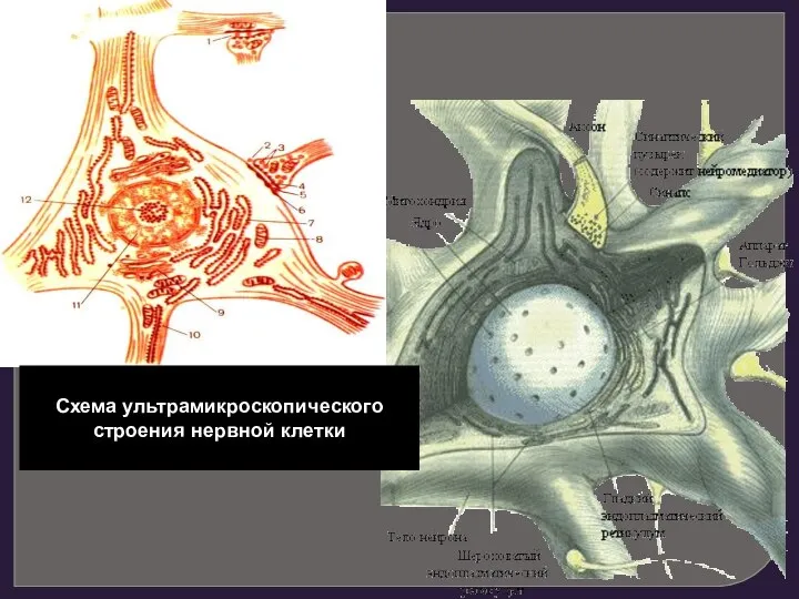 Схема ультрамикроскопического строения нервной клетки
