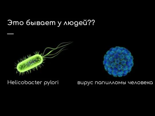 Это бывает у людей?? Helicobacter pylori вирус папилломы человека