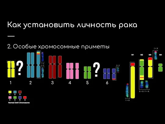 2. Особые хромосомные приметы Как установить личность рака ? ? 1 2 3 4 5 6