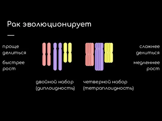 Рак эволюционирует двойной набор (диплоидность) четверной набор (тетраплоидность) проще делиться быстрее рост сложнее делиться медленнее рост