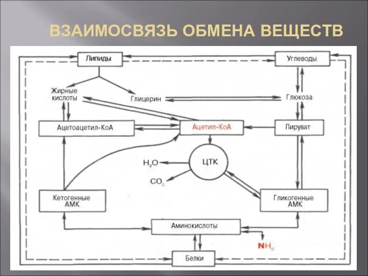 ВЗАИМОСВЯЗЬ ОБМЕНА ВЕЩЕСТВ