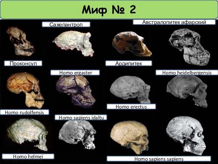 Миф № 2 Проконсул Сахелантроп Ардипитек Австралопитек афарский Homo rudolfensis Homo sapiens