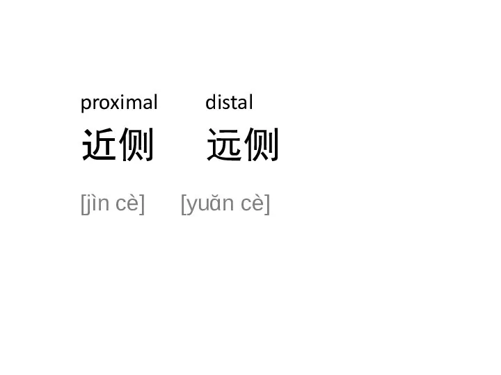 proximal distal 近侧 远侧 [jìn cè] [yuɑ̆n cè]