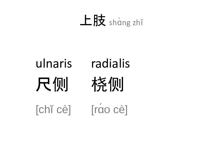 上肢 shɑ̀ng zhī ulnaris radialis 尺侧 桡侧 [chĭ cè] [rɑ́o cè]