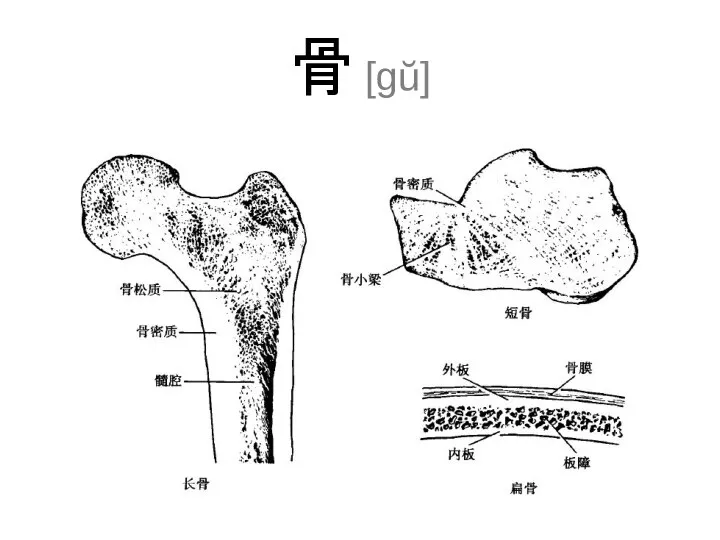 骨 [gŭ]