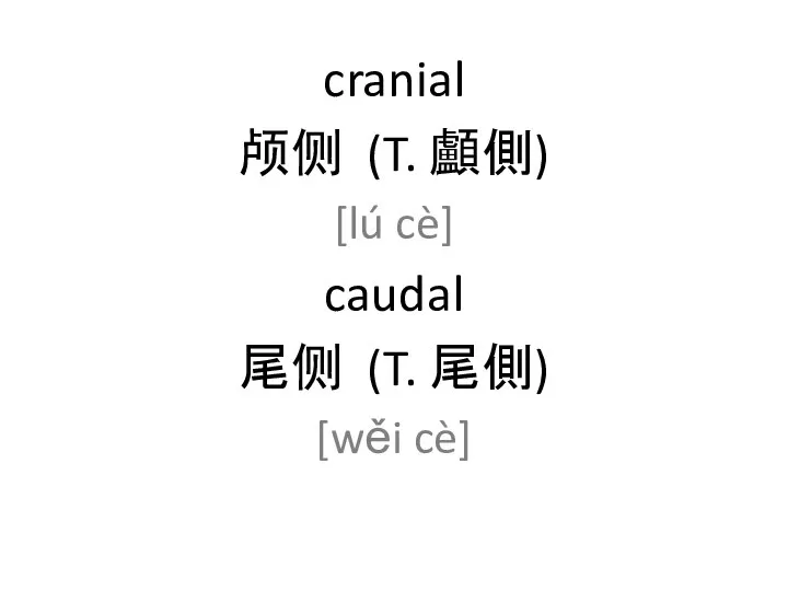 cranial 颅侧 (T. 顱側) [lú cè] caudal 尾侧 (T. 尾側) [wěi cè]