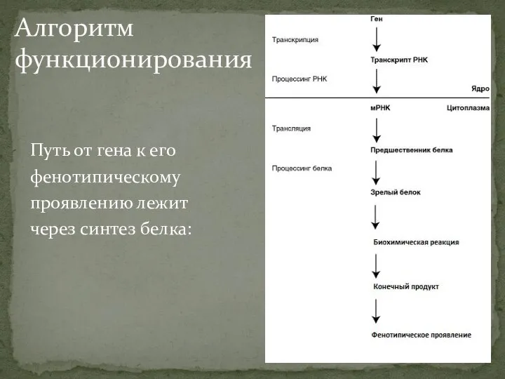 Путь от гена к его фенотипическому проявлению лежит через синтез белка: Алгоритм функционирования