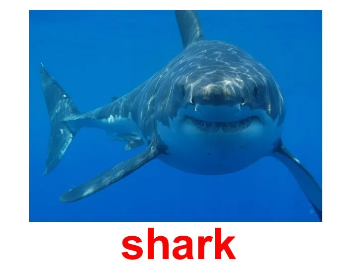 shark