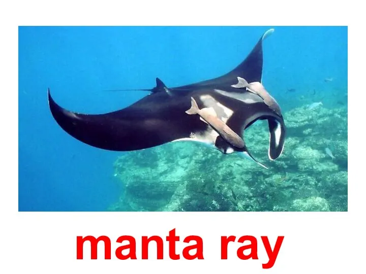 manta ray