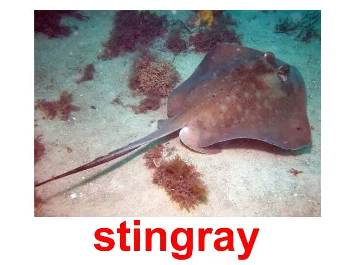 stingray