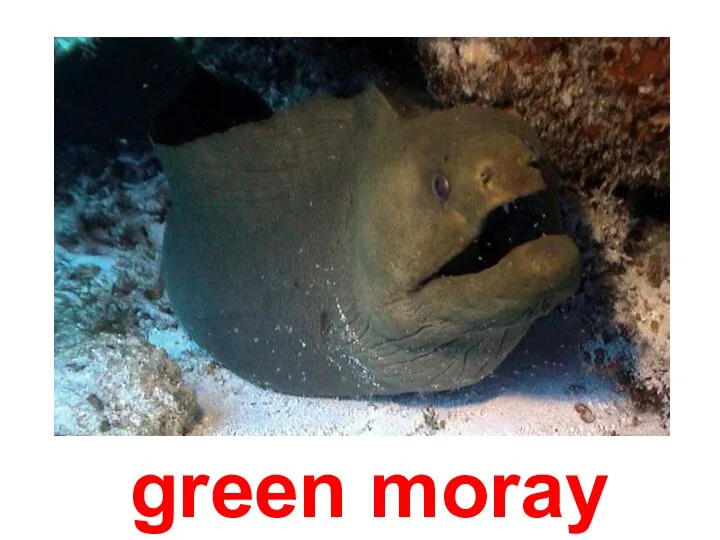 green moray