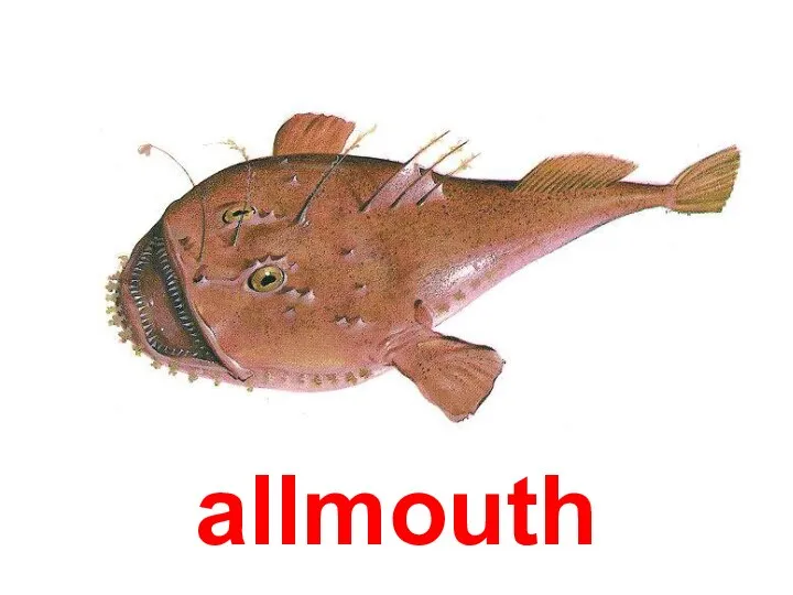allmouth