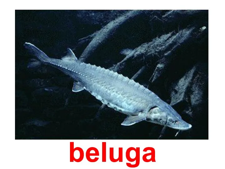 beluga