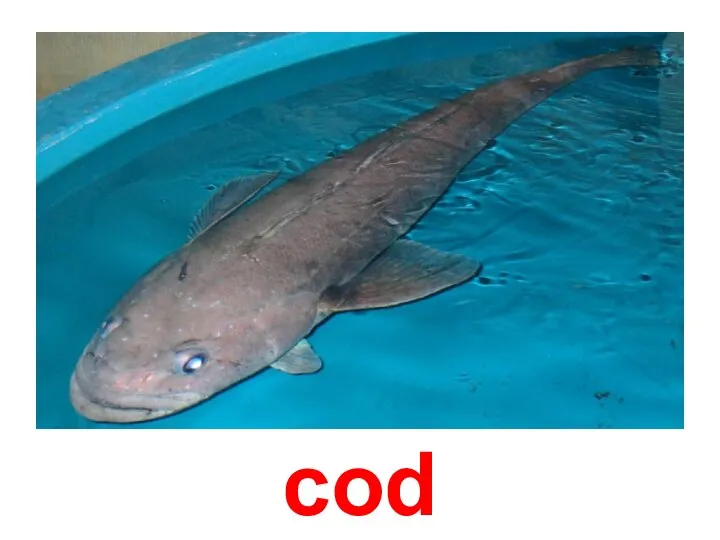 cod