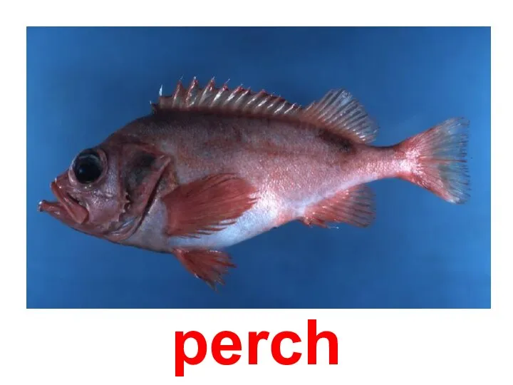 perch