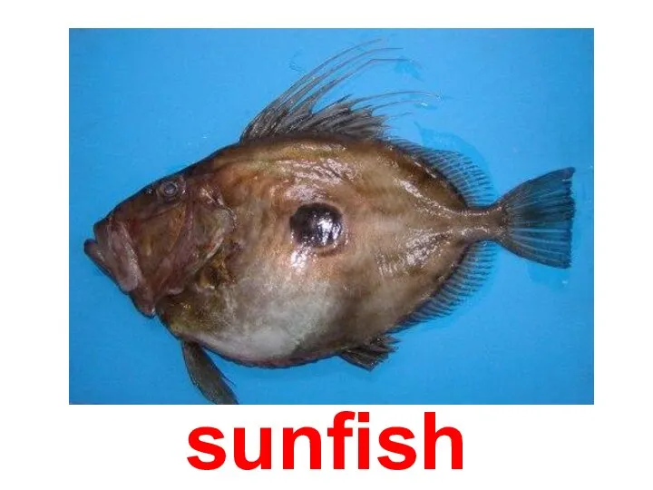 sunfish