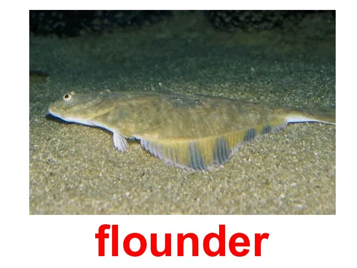 flounder