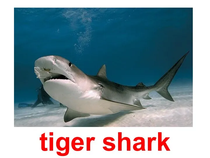 tiger shark