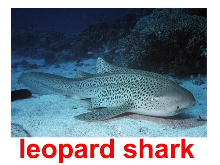 leopard shark