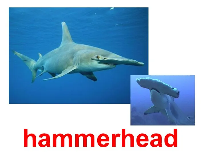 hammerhead