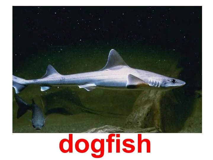 dogfish