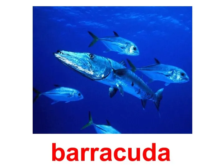 barracuda